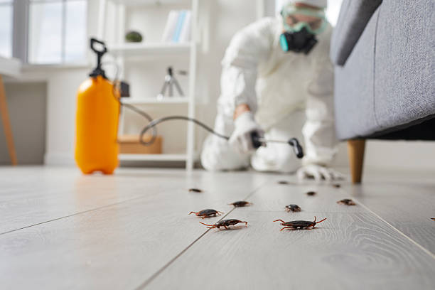 Commercial Rodent Management in Pleasant Grove